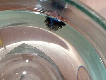 balıq haqqında teqdimat: Betta (Petuşok balığı) — 3