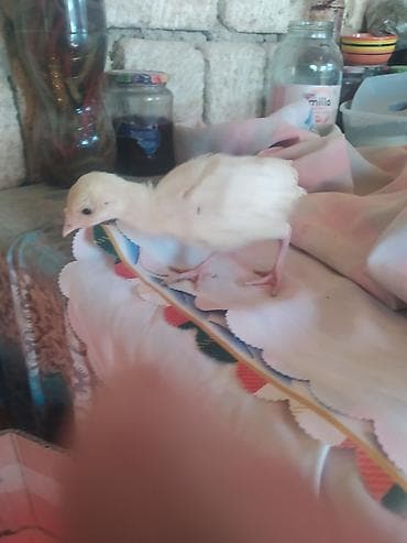 Mal-qara: Kom satılır hunduska xoruzun 6 klo çəkisi var real alıcıya endirim var — 5