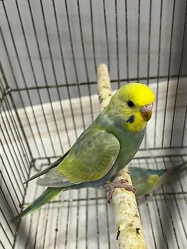 bala quzular: Rainbow disi balalar qiymet birine aiddir
Unvan Fatmayi kendi — 2