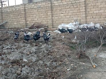 Məhsul: Hinduşka (qara və ala rəngli sürü) Təsvir: - Həyət şəraitində