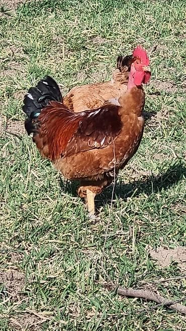 qaz yumurtasi satisi: Xoruz, il: 1 — 3