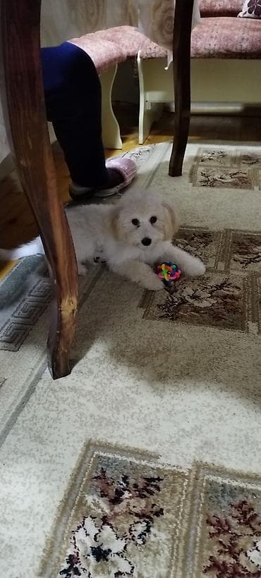 Balıqlar: Pudel, 6 ay, Dişi, Peyvəndli, Ödənişli çatdırılma — 3