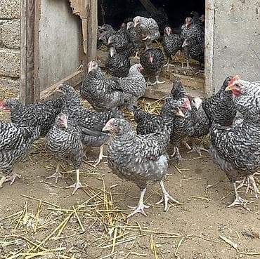 arpa bugda satisi: Toyuq cücələri, Damazlıq — 7