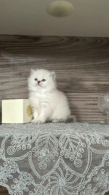 menks cinsli pişik: Tam sağlam uzuntüklü balalar saf Qandi. Ana ve ata şəkillərini ciddi — 2