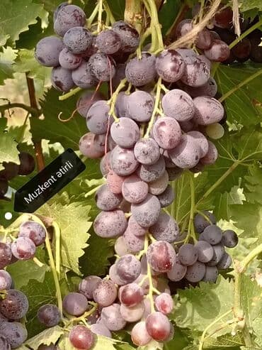 sadə tort şəkilləri: Üzüm tingləri – müxtəlif süfrə sortları Təsvir: - Seçmə süfrə üzüm — 8