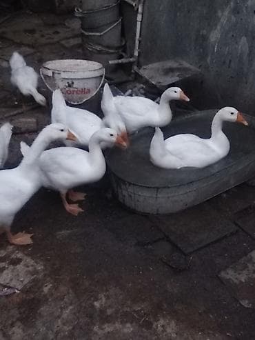 xaski gence: Ağ qazlar – təsərrüfat üçün - Cins: ağ yerli qaz (fotoşəkillərdə sürü — 1
