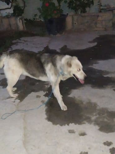 it satisi 2021: Alabay, 2 ay, Dişi — 5