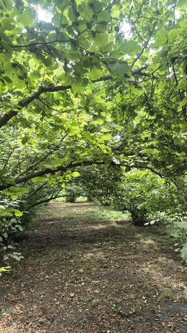 findiq ləpəsi: Xaçmaz rayonu, Qaracəlli kəndində möhtəşəm bağ sahəsi satılır! — 7