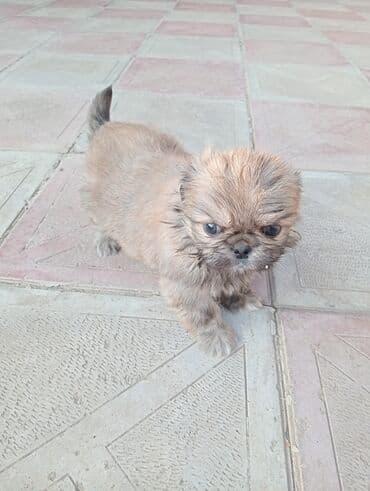 it şəkilləri: Pekines — 6