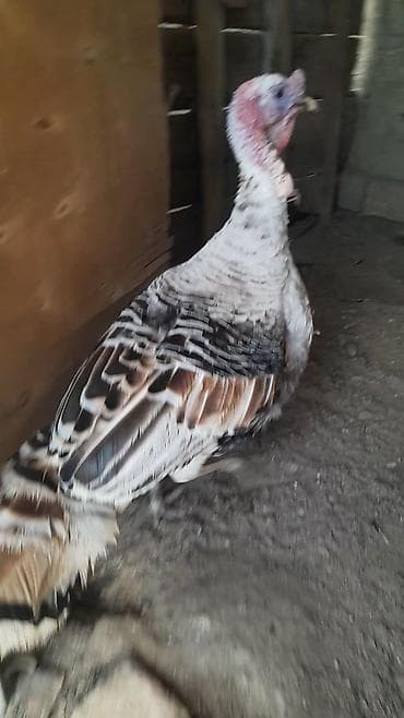 Erkək, Damazlıq, Ünvandan götürmə