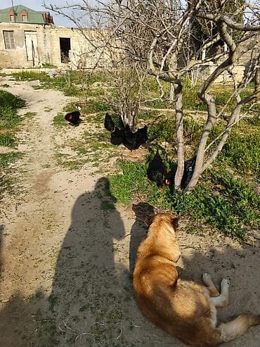 toy budel: Toyuq, Australorp, Yumurtalıq — 4