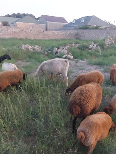 merinos qoyun: Ə keçi sürüsü erkək - Növ: yerli ətlik quyruqlu qoç-qoyunlar və — 2