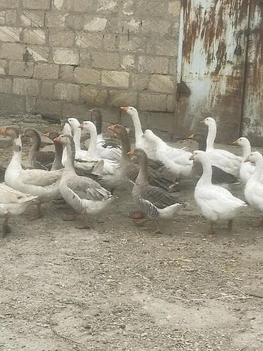 Qaz sürüsü satılır - Növ: ev qazı (ağ və boz rəngli fərdlər) - — 1