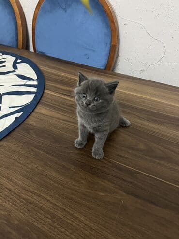 pişik cutləşmə: Britan, Erkək, Dişi, Ünvandan götürmə — 2