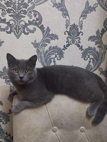 xas: Britan, Erkək — 1