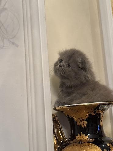 Şotland uzun tüklü