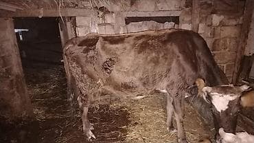 Гуси: Mart aynın axrlarında doqacaq doaqnda 8 - 10 litir süd verir 3 cü — 4