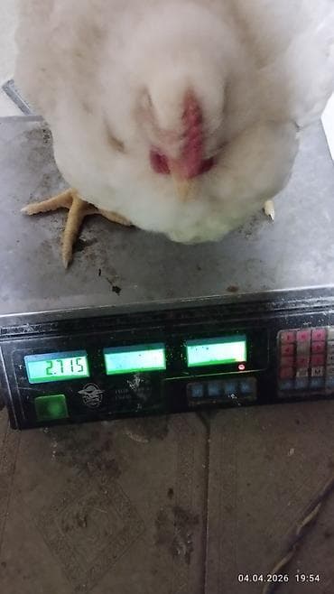 bolqar toyuq: Toyuq, Broyler, Ətlik, Ünvandan götürmə — 2