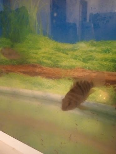 dib balıqları: Panda balığı, Sülhsevər — 3