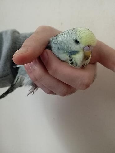 quş tələsi: Çex tutuquşu balaları ay yarımlıqdırlar təcili satıldığına görə bu — 1