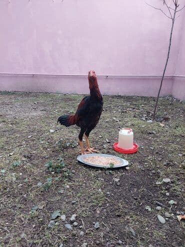 Коровы, быки: Salam.Temiz qandan olan Heyrati xoruzudur.Hele 5 ayliqdir boyu — 2