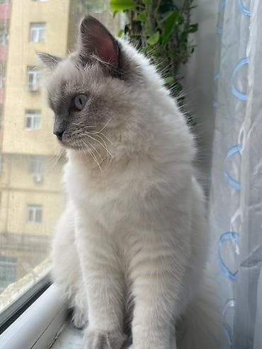 broyler yemi: Dişi — 3