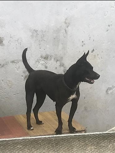 4 ay, Dişi lalafo.az -da 4 ay, Dişi