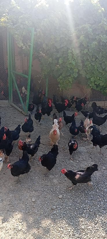 qara australorp: Toyuq, Australorp, Ətlik, Ünvandan götürmə — 4