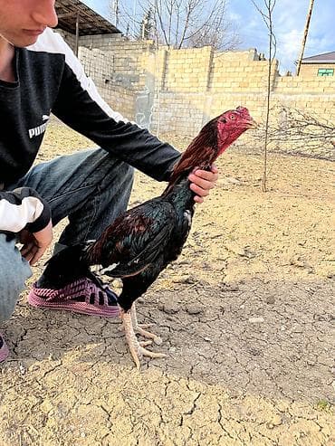 Xoruz, Heyratı, il: 2, Ünvandan götürmə