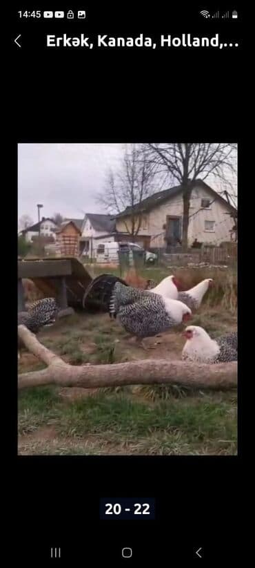 Inəklər, öküzlər: Toyuq, Damazlıq, Ödənişli çatdırılma — 4