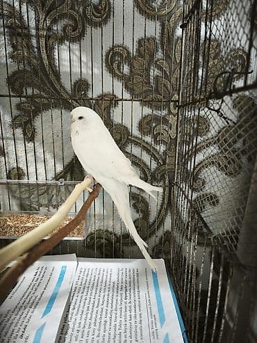 itler ucun bit dermani: Çex dişi 30 m — 1