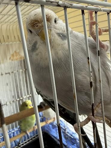 bülbül quşu: Cute hazır Çex quşlar, qızgın quşlardır ve temiz qan cex quşlardır — 7