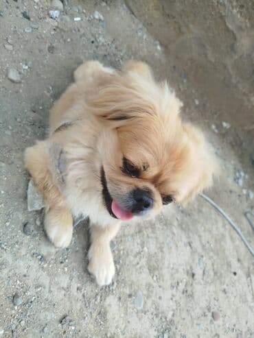 it ucun tasma: Pekines, Peyvəndli — 3