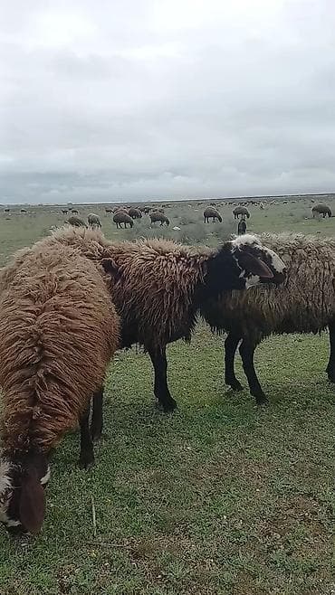 qoyun sortları: Qoyun satılır – yerli qara başlı, qəhvəyi yunlu sürü heyvanı - — 8