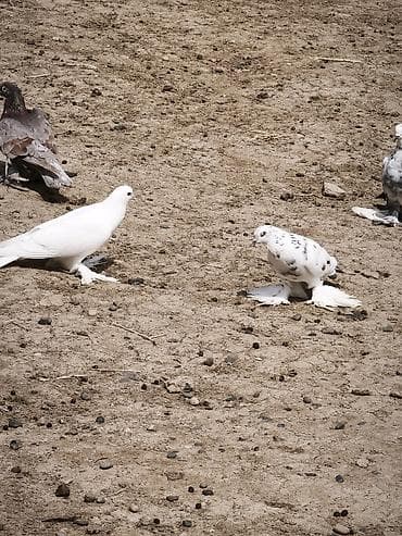 ağ quyruğ: Iki erkək göyərçin süt ağ və boz quyruq çil ikisi də erkək di isdəyən — 5