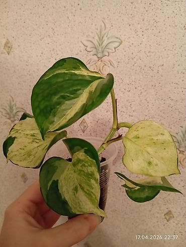 lent gül: Manjula sarmaşıq birkidir.Almaq istəyən şəxslər yazsın! Çatdırılma — 1