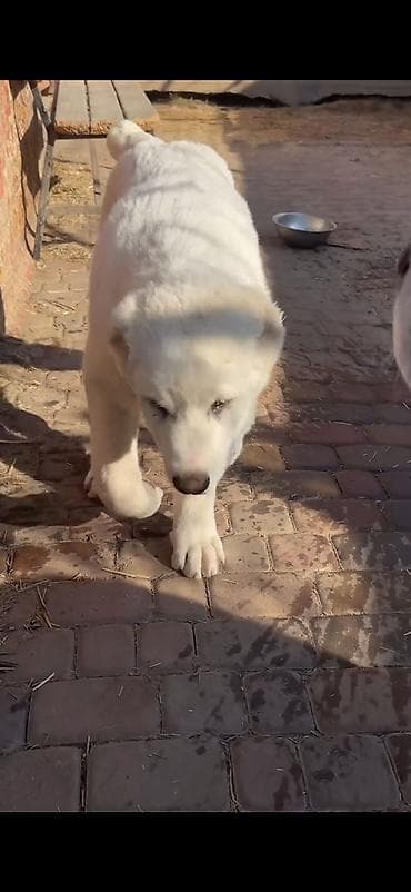 heyvan: Məhsul: İt – iri cüssəli, ağ tüklü, qısa qulaqlı balaca (molasoid — 6