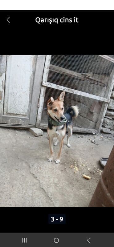 coban iti adlari: Zvanok it - Orta ölçülü, atletik quruluşlu - Üçrəng palto: qara — 2