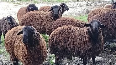 hinduska satilir: 3 baş damazlıq qoç satılır qiyməti 800 manat. 3 baş da dişi quzu — 7