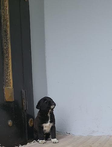 qaz balalar: 2 ay, Erkek — 4