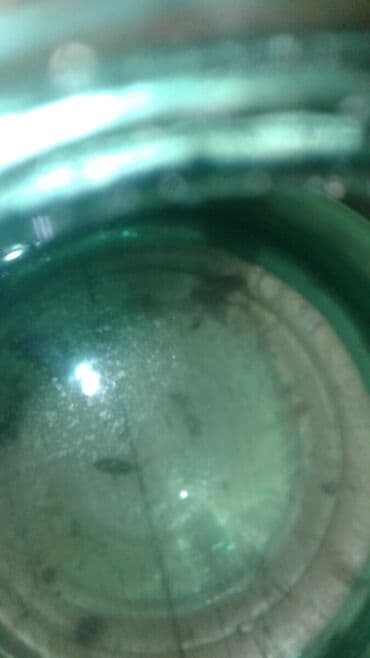 продажа аквариумных рыбок: Рыба панда, Мирные, Самовывоз — 4