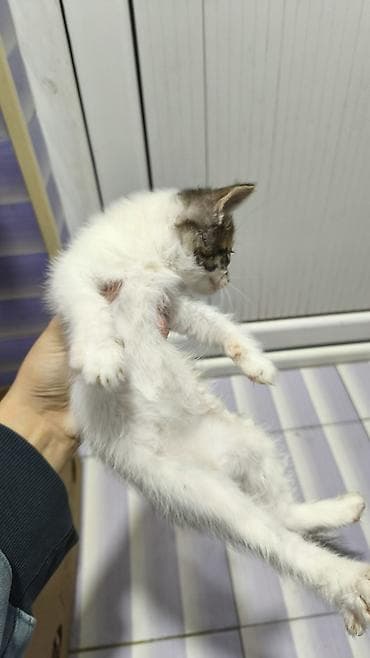 bala pişik pulsuz: Yaxşı əllərə — 7