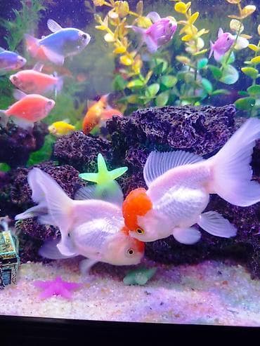 Oranda, Sülhsevər, Ünvandan götürmə