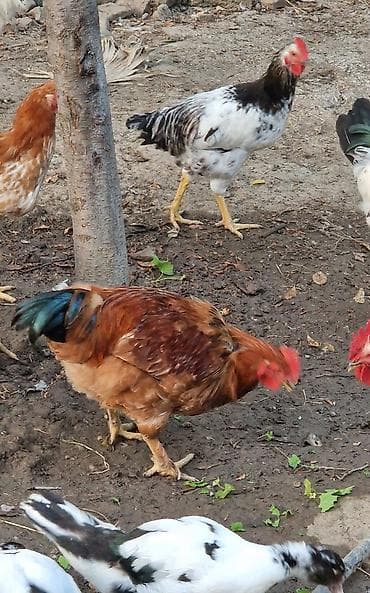 çin bildirçini: Təmiz cins xoruzlar (bir neçə rəngdə) 2 klo-dan yuxarı orta və iri — 4