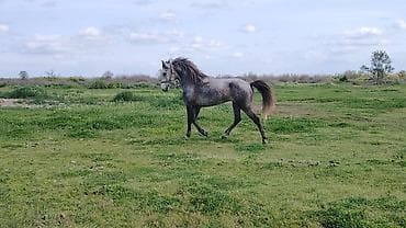 5 yaşı var yorgadi