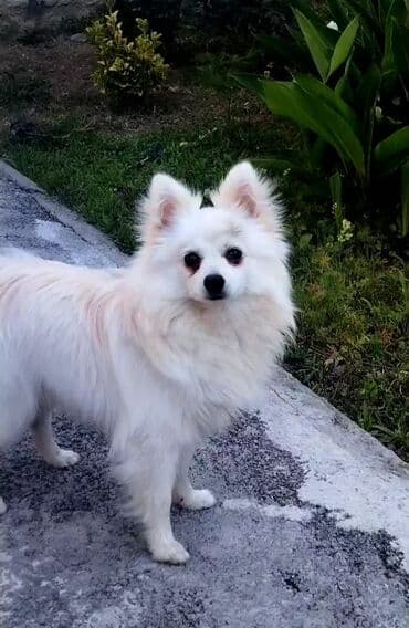 pişik balası satılır: Şpitz — 1