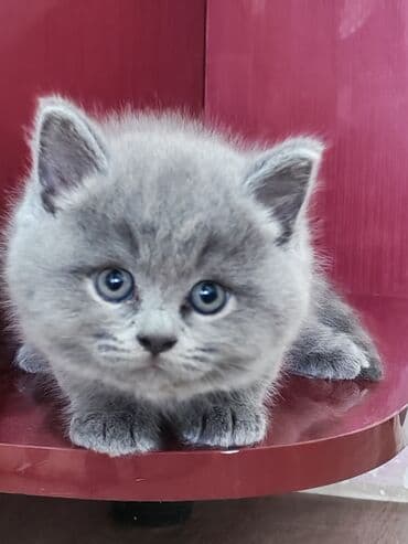 britain pisiyi satilir: Britan, Erkək — 5