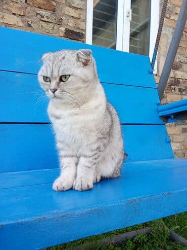 mingəcevir pişik: Şotland, Erkək, Yaxşı əllərə, Ünvandan götürmə — 2