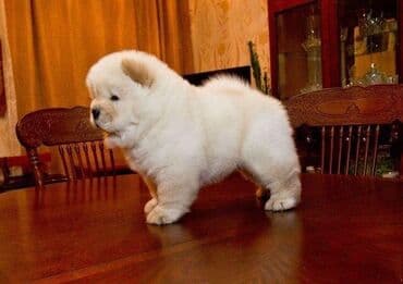 samoyed qiyməti: Çau-Çau — 2