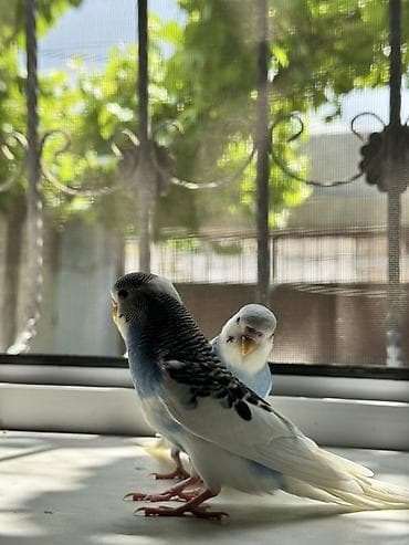 ev qusu: Ev muhabbet quşu – dalmatin/zolaqlı rəng - Növ: Budgerigar (muhabbet — 5